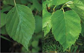 Check spelling or type a new query. Paper Birches Vermont Center For Ecostudies
