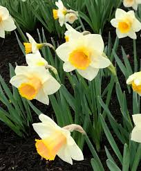Pin On Large Cupped Narcissi