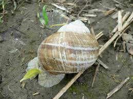 Cette année je l ai modifiée, je me suis tout noté, mais mn. L Escargot De Bourgogne Quel Est Cet Animal