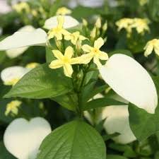 Image result for Mussaenda elegans