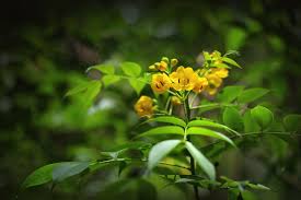 The following tips can help prevent unintended pregnancies while taking the pill: Senna Tea Benefits Side Effects And Preparations