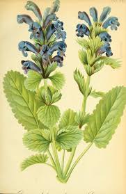 Gartenflora Zeitschrift Fur Garten Und Blumenkunde Volume Bd 25 1876