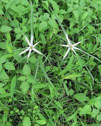 Image result for Rhynchospora gracillima