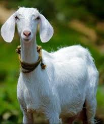 We know 38 definitions for goat abbreviation or acronym in 6 categories. à®•à®©à®µ à®² à®†à®Ÿ à®•à®³ à®• à®£ à®ªà®¤ Goat In Dream Meaning In Tamil Cute Animals Goats Milk Lotion Animals