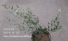 オリーブの木の育て方マニュアル おいしい鉢植え果樹の栽培育て方 自宅を果樹園に