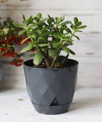 Image result for Orbea umbracula