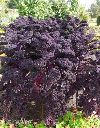 How to grow kale in garden. Growing Kale From Sowing To Harvest