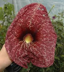 Image result for Aristolochia heppii