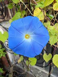 Morning Glory Convolvulaceae Plant Fungus Morning Glory Plant Leaves
