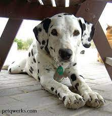 Swooned Over Sushi Pet Qwerks Toys Dalmatian Puppies For Sale Dalmatian Dogs Dalmatian
