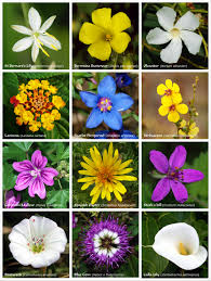 Maybe you would like to learn more about one of these? Flower Wikipedia