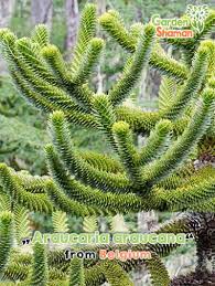 Die immergrüne schmucktanne zog bei uns ein. Chilenische Schmucktanne Araucaria Araucana Samen Schnapp Zu At Angebote Mit Biss