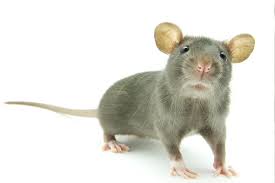صور فأر معلومات عن الفأر واشكاله بالصور