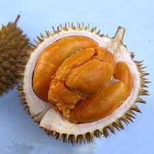 The fruit contains ten small seeds having a fleshy inner part which is white or yellow. Benih Bibit Buah Durian Buah Durian Duri Hitam Tinggi 60cm Dm Shopee Indonesia