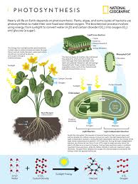 We did not find results for: Photosynthesis National Geographic Society