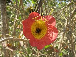 Image result for Fernandoa abbreviata