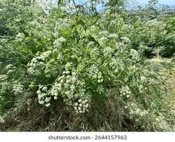 Image result for Conium