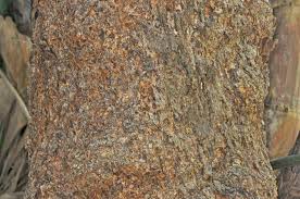 Image result for Combretum apiculatum