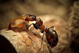 3812 santiago brownsville, tx 78526 abd. Termite And Pest Control Brownsville Texas 956 551 1546