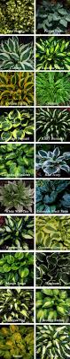 Garden Landscaping Designs Photos Amid Landscape Gardening Jobs Sydney Plants Shade Plants Shade Garden