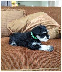 As of january 2021, we are not taking deposits or placing anyone on a waitlist. Adorable Miniature Schnauzer Puppies For Sale For Sale In Pearland Texas Classified Americanlisted Com