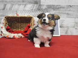Auggie puppies for sale near me. Auggie Dog Male Black Fawn And White 2989841 Petland Dunwoody Puppies For Sale