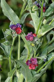 Image result for Cynoglossum inyangense