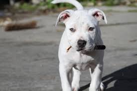 This article discusses 15 most famous pit bull breeds and their origins. Do Pitbull Puppies With Blue Eyes Really Exist