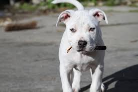 Do Pitbull Puppies With Blue Eyes Really Exist