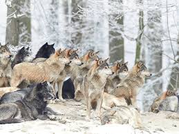 Maybe you would like to learn more about one of these? Wild Animals Wolf Many Wolves Chopper Wolves In Winter 4k Ultra Hd Wallpaper For Desktop Laptop Tablet Mobile Phones And Tv Wallpapers13 Com