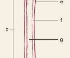 Bone tissue that has pores within it. Jaxwqw37qtrxym