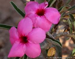Image result for Adenium swazicum