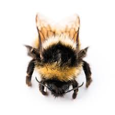 Image result for Bombus polaris