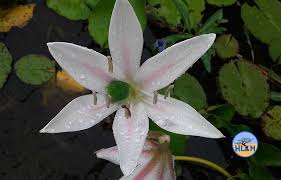 Image result for Crinum paludosum
