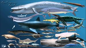 Sea Creatures Size Comparison 4 Prehistoric Animals Animals Largest Sea Creature