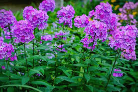 Maybe you would like to learn more about one of these? Top 10 Winter Flowers In India 9 Is My Favourite Oct To Nov Sowing