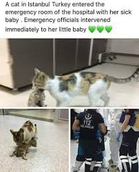 Pin On Awwww