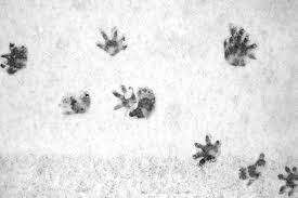 Possum Tracks North American Animals Animal Footprints Animal Tracks