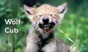 Image result for wolf cub