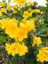 With so many texas native plants to choose from your home's landscaping can look great not only 7. Top 15 Native Texas Plants To Grow Native Backyards