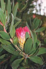 Image result for Protea rupestris