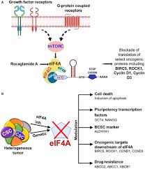 Easy online binary ascii converter web tool. Frontiers Targeting Of The Eukaryotic Translation Initiation Factor 4a Against Breast Cancer Stemness Oncology
