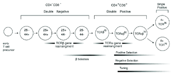 B cells produce antibody molecules, however, these antibodies are not secreted. Etapes Du Developpement Des Thymocytes Au Cours De Leur Maturation Download Scientific Diagram