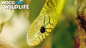 Suche nach einer grube zwischen den augen und den nasenlöchern der schlange. Die Giftigsten Schlangen Der Welt Wie Man Mit Gefahrlichen Tieren Richtig Umgeht Youtube