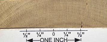 Image result for Xymalos monospora