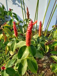 Image result for Costus