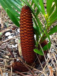 Image result for Zamiaceae