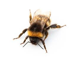Looking once at a carpenter bee can make you think as if it is a bumble bee. How To Get Rid Of Bumble Bees Naturally 4 Simple Methods Pest Wiki