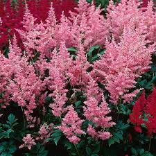 Astilbe False Spirea Astilbe X Arendsii My Garden Life