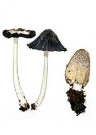 Image result for Coprinus lagopides